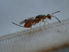 Bootanomyia