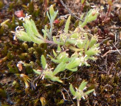 Millotia muelleri