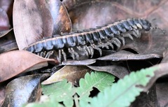 Platyrhacus lineatus