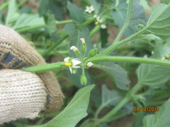 Solanum physalifolium