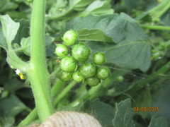 Solanum physalifolium