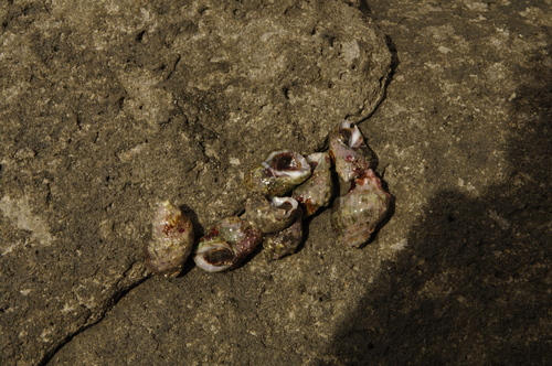 Stramonita rustica