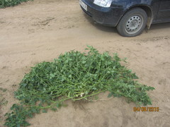Solanum physalifolium