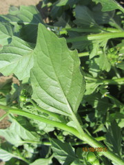 Solanum physalifolium