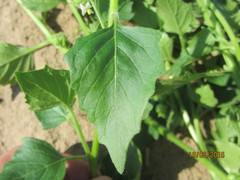 Solanum physalifolium