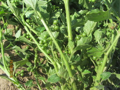 Solanum physalifolium