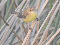 Pseudocolopteryx flaviventris