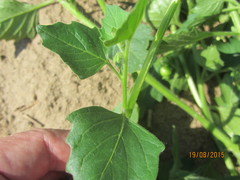Solanum physalifolium