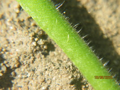 Solanum physalifolium