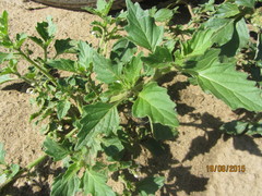 Solanum physalifolium