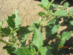 Solanum physalifolium