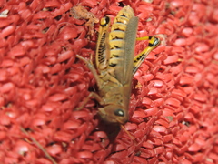 Melanoplus differentialis