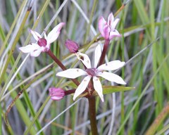 Burchardia multiflora