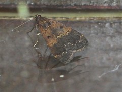 Hydrillodes funestalis