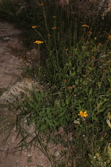 Verbesina pedunculosa