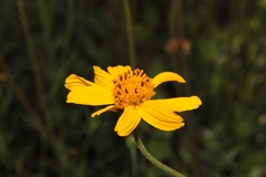 Verbesina pedunculosa