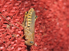 Melanoplus differentialis