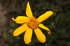 Verbesina pedunculosa