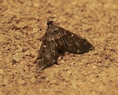 Nacoleia