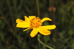 Verbesina pedunculosa