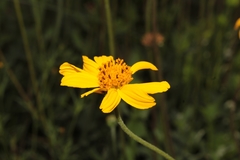 Verbesina pedunculosa