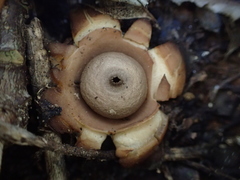 Image of Geastrum australis