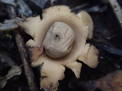 Geastrum australis image