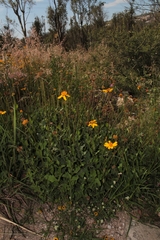 Verbesina pedunculosa