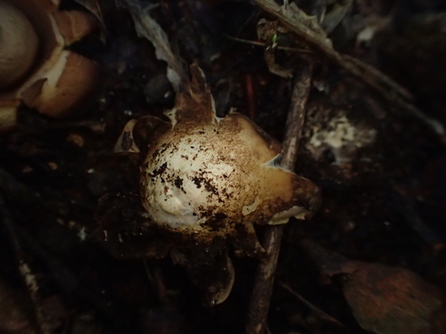 Geastrum australis image