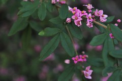 Boronia umbellata