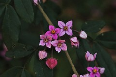 Boronia umbellata