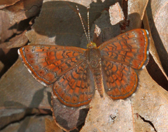 Calephelis arizonensis