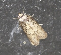 Philobota baryptera