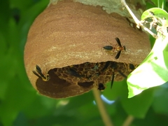 Polybia micans