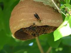 Polybia micans