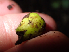 Dysoxylum spectabile