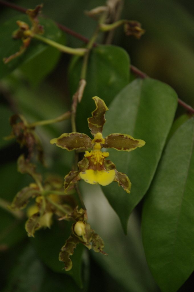 Oncidium altissimum