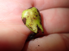 Dysoxylum spectabile