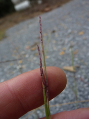 Sporobolus neglectus