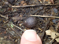 Dysoxylum spectabile