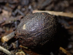 Dysoxylum spectabile