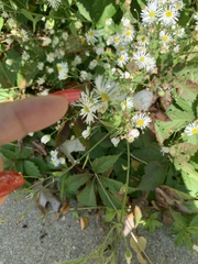 Erigeron strigosus
