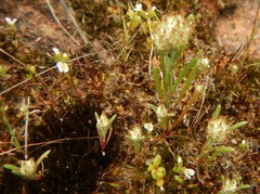 Blennospora drummondii