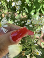 Erigeron strigosus