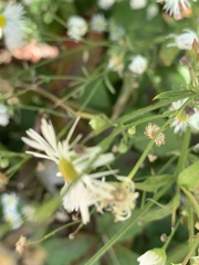 Erigeron strigosus