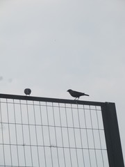 Molothrus bonariensis