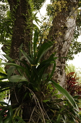 (c) Eric Knight, some rights reserved (CC BY) Oncidium altissimum, photograph (c) Eric Knight, some rights reserved (CC BY)