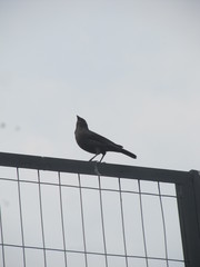 Molothrus bonariensis