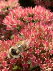 Bombus