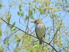 Euscarthmus meloryphus